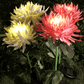 Lampe Solaire LED de Chrysanthèmes Artificiels pour Jardin